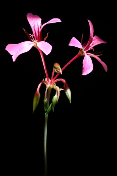 Pelargonium